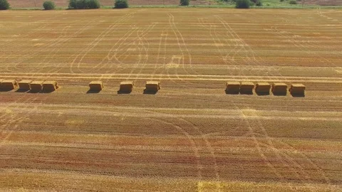 Yellow wheat fields after harvest, aerial video Stock Footage 78116662