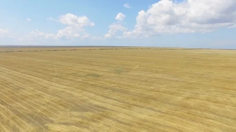 Yellow wheat fields after harvest, aerial video Stock-Footage 114287112