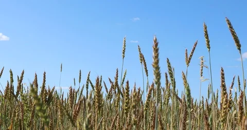 Yellow wheat fields. Agricultural crops. 4K video Видео 93986407