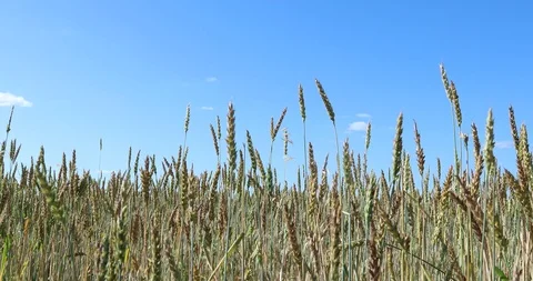 Yellow wheat fields. Agricultural crops. 4K video 動画素材 93986467