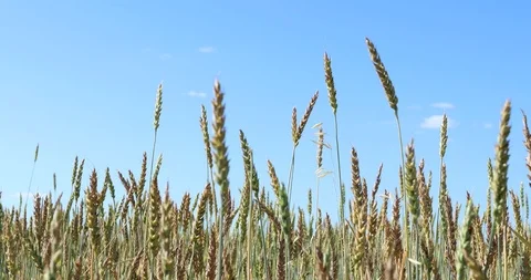 Yellow wheat fields. Agricultural crops. 4K video Видео 93986486