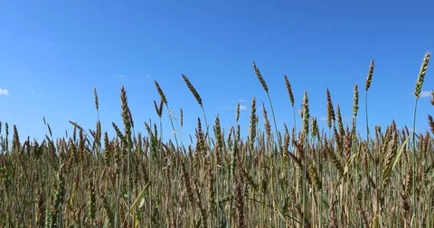 Yellow wheat fields. Agricultural crops. 4K video Stockbeeldmateriaal 93986542