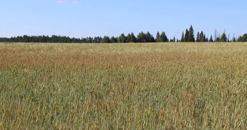 Yellow wheat fields. Agricultural crops. 4K video Stockbeeldmateriaal 93986599