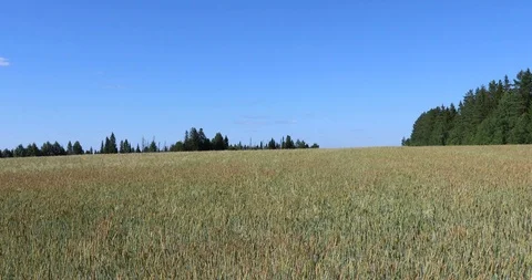 Yellow wheat fields. Agricultural crops. 4K video Stock Footage 93986605