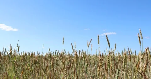 Yellow wheat fields. Agricultural crops. 4K video Видео 93986732