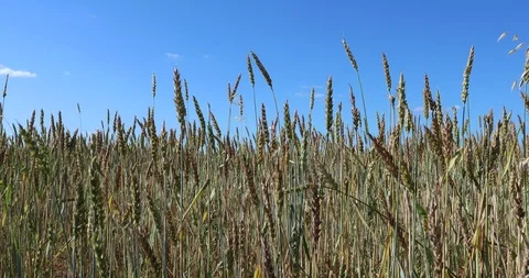 Yellow wheat fields. Agricultural crops. 4K video Vidéo 93986772