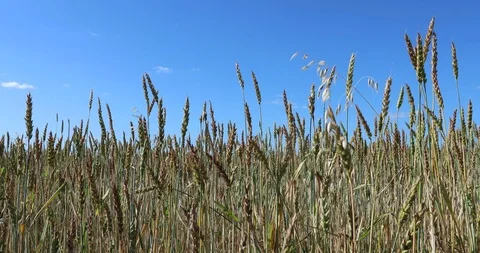 Yellow wheat fields. Agricultural crops. 4K video Vidéo 93986803