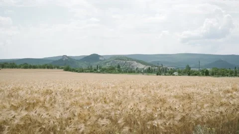 Yellow wheat fields seen from above. Footage. Country road at warm light. Small Video stock 137657994
