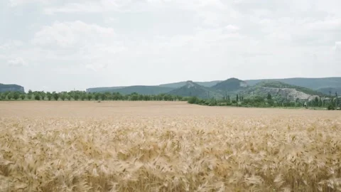 Yellow wheat fields seen from above. Footage. Country road at warm light. Small Stock Footage 137660233
