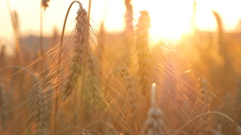 Yellow Wheat Stock Footage 65263302