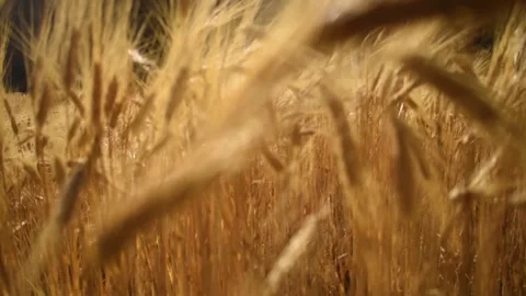 Yellow wheat in the foreground with movement Stock Footage 201966299
