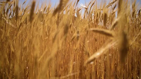 Yellow wheat in the foreground with movement Stock Footage 201966318
