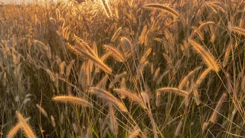 Yellow wheat grass swaying in the wind under golden hour sky. Stock Footage 148315567