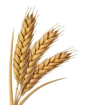 Yellow wheat head illustration, digital painting Stock Illustration