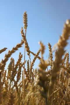 Yellow wheat Stock Photos