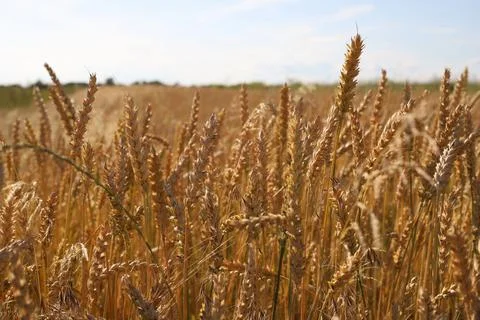 Yellow wheat Stock Photos
