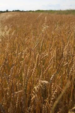 Yellow wheat Stock Photos