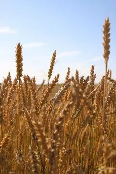 Yellow wheat Stock Photos