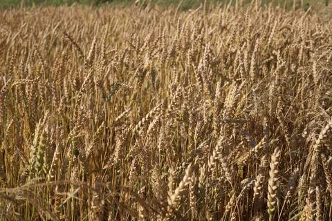 Yellow wheat Stock Photos