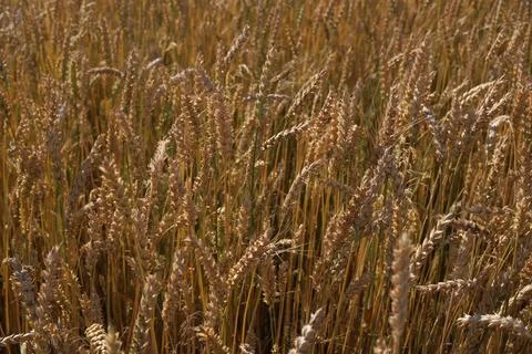 Yellow wheat Stock Photos