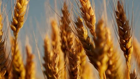Yellow wheat spike close-up in sunlight glint at sunset Stock Footage