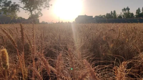 Yellow wheat spike close-up in sunlight Stock Footage 256980692
