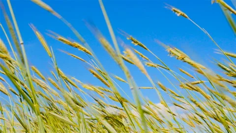Yellow wheat. Strong wind. Blue sky. Rural area Stock Footage 90666587