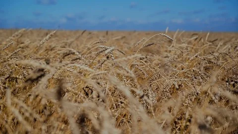 Yellow wheat sway in the strong wind on the field Video stock 101775373