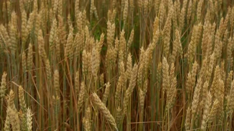 Yellow wheat swinging in the wind close-up. Video stock 157759421
