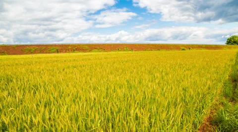 Yellow wheat under blue sky - time lapse 4k or HD Stock Footage 39038832