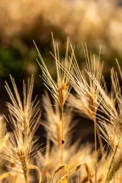 Yellow wheats Stock Photos