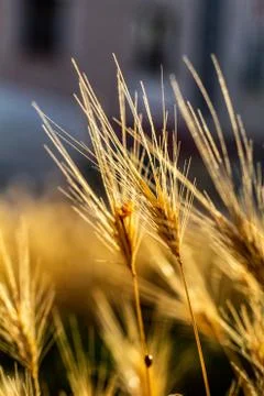 Yellow wheats Stock Photos