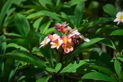 Yellow white and pink flowers on a green background, Frangipani, Plumeria. Stock Photos
