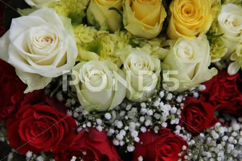 Yellow, white and red roses Stock Photos