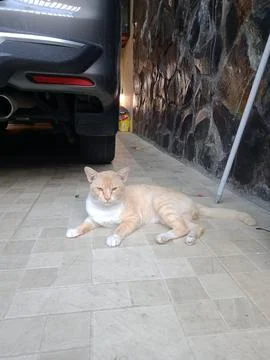 Yellow white cat Stock Photos