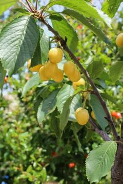 Yellow white cherry hanging on a tree in sunny weather Stock Photos