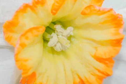 Yellow White Daffodil Stock Photos