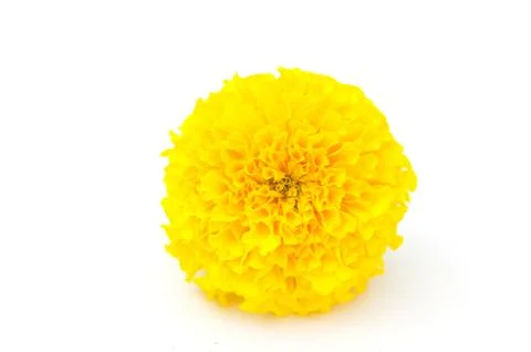 Yellow on white 스톡 사진