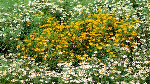 Yellow White. Stock Photos