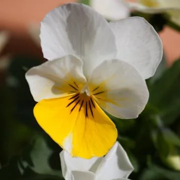 Yellow white violet Stock Photos