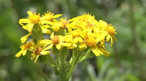 Yellow widlfowers Stock Footage 12766453