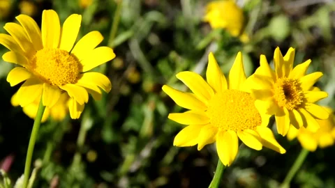 Yellow wild daisies Stock Footage 235984506