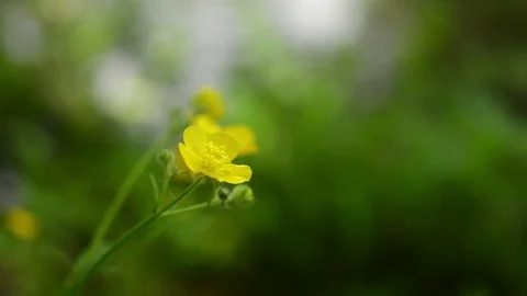 Yellow wild flower, blurred background. Stock Footage 82901002