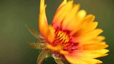 Yellow wild flower close-up on blurred background Video stock 70482275