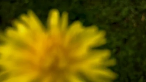 Yellow Wild flower Stock Footage 82238491