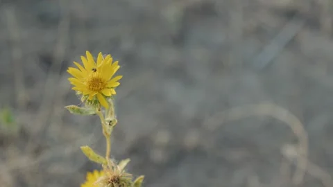 Yellow wild flower with insect blows in wind Vídeos de archivo 345094149