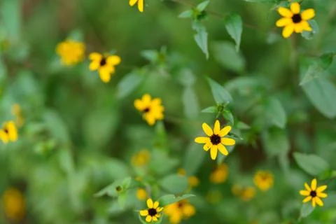 Yellow wild flower on out of focus background Stock Photos