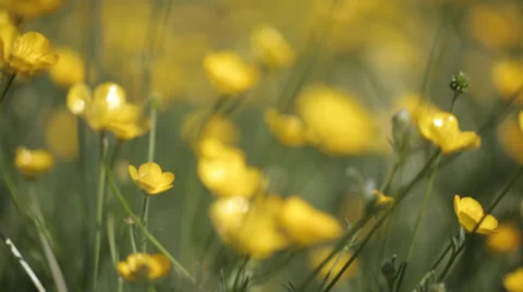 Yellow wild flower1 Stock Footage