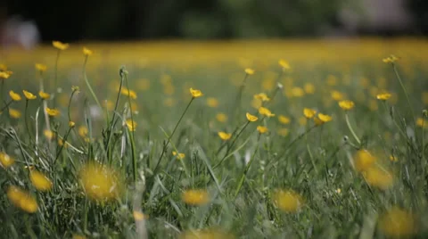 Yellow wild flower10 스톡 동영상 37992580