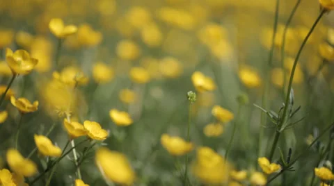 Yellow wild flower11 스톡 동영상 37992575